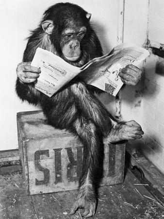 Chimpanzee Reading Newspaper - Photographic Print, 12x16