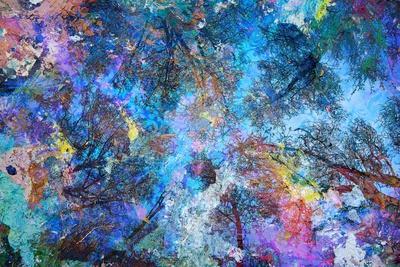 Dreaming up to the Trees - Wall Art Print, 18x12