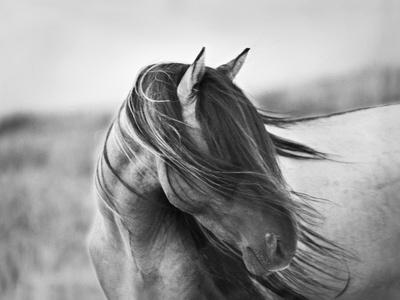 Fierce Grace - Photographic Print, 16x12