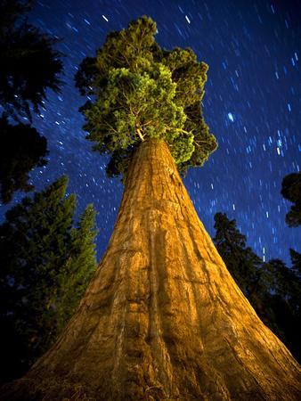 Giant Sequoia under the Milky Way - Photographic Print, 12x16