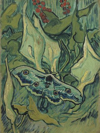 Green Peacock Moth (The Emperor Mot), 1889 - Giclee Print, 12x16