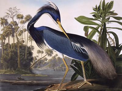 Louisiana Heron - Giclee Print, 16x12